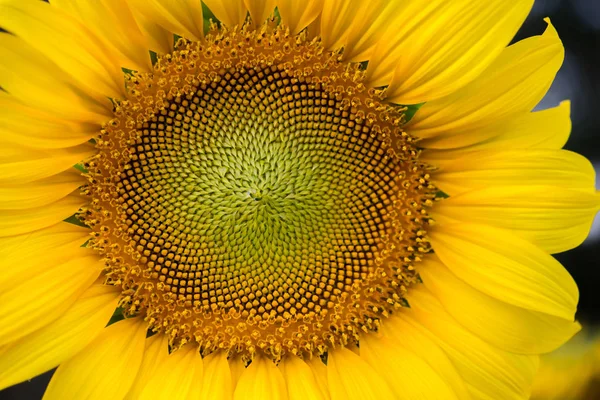 Cerca de medio de girasol . — Foto de Stock