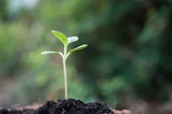 Acercamiento de brotes jóvenes crecen . — Foto de Stock