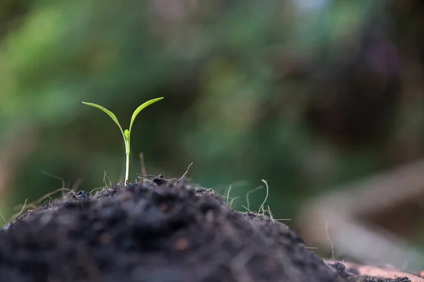 Acercamiento de brotes jóvenes crecen . — Foto de Stock