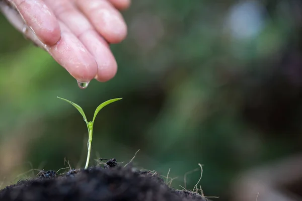 Las plántulas se cultivan con las manos de las mujeres estaban regando . — Foto de Stock