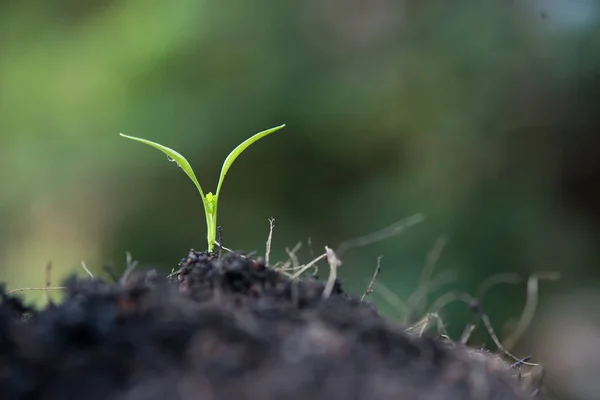 Close up of young sprout grow. — Stock Photo, Image