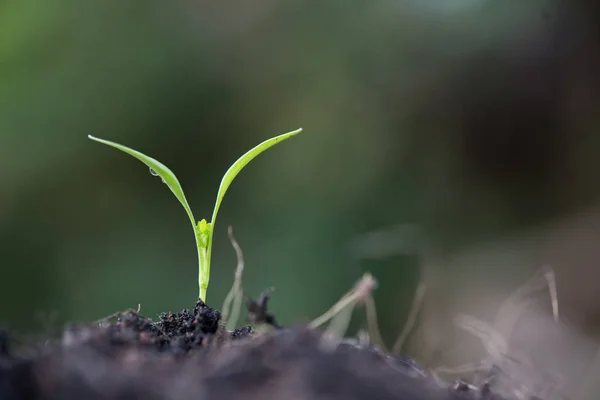 Acercamiento de brotes jóvenes crecen . — Foto de Stock