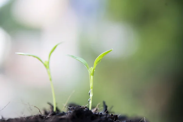 Acercamiento de brotes jóvenes crecen . — Foto de Stock