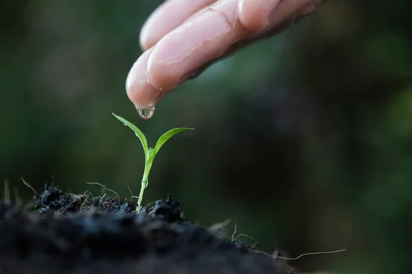 Les semis sont cultivés avec les mains des femmes ont été arrosage . — Photo