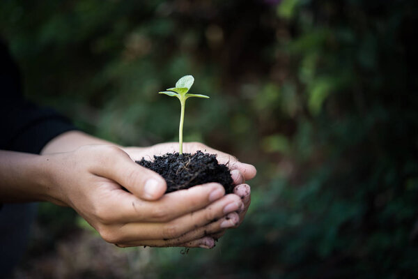 Women hand are planting the seedlings into the soil.