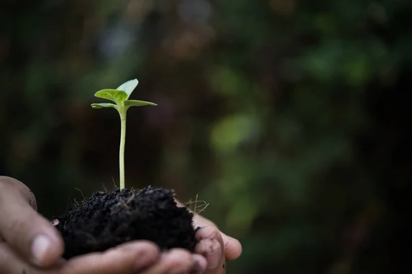 女性の手は苗を土に植えます. — ストック写真