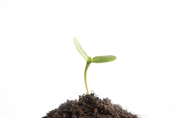 Plantera frön och växter tillväxt och utveckling — Stockfoto