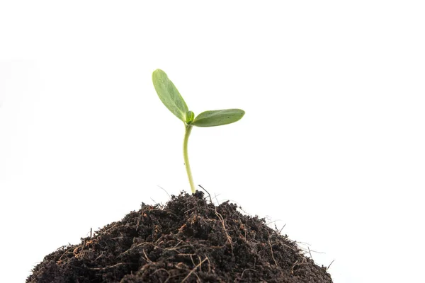 Semillas de plantas y crecimiento y desarrollo de plantas — Foto de Stock