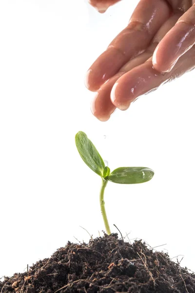 Las plántulas se cultivan con las manos de las mujeres estaban regando . — Foto de Stock