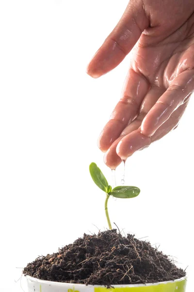 Las plántulas se cultivan con las manos de las mujeres estaban regando . — Foto de Stock