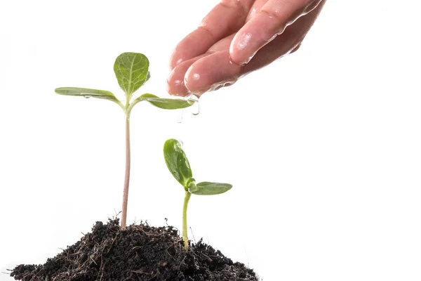 Las plántulas se cultivan con las manos de las mujeres estaban regando . — Foto de Stock