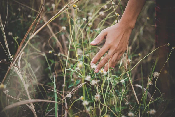 Zblízka ženské ruky dotýká trávy v poli. — Stock fotografie