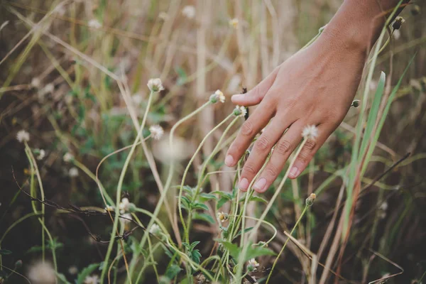 在田野里, 一个女人的手抚摸着草地. — 图库照片