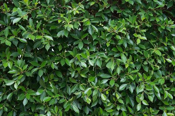 Grön växt blad lövverk textur bakgrund. — Stockfoto