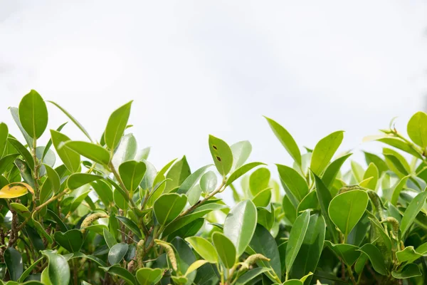 Grön växt blad lövverk textur bakgrund. — Stockfoto