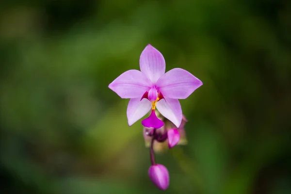 Nær Pink Orcid Flower . – stockfoto