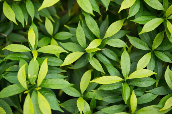 Grön växt blad lövverk textur bakgrund. — Stockfoto