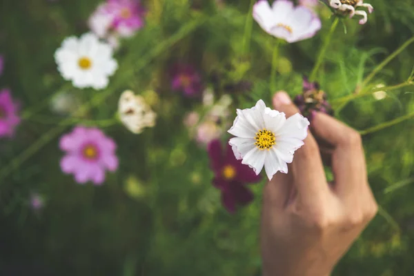 필드에 코스모스 꽃을만 지는 여자의 손. — 스톡 사진