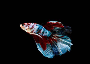 Siyam savaşçısı balıklar siyah arkaplanda izole edilmiş.. 