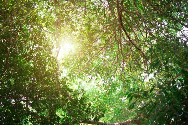 Gröna Blad Vacker Med Solljus — Stockfoto