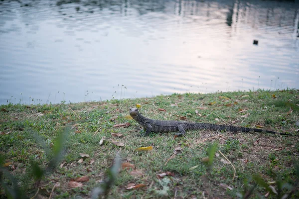 公園で水モニター トカゲ — ストック写真