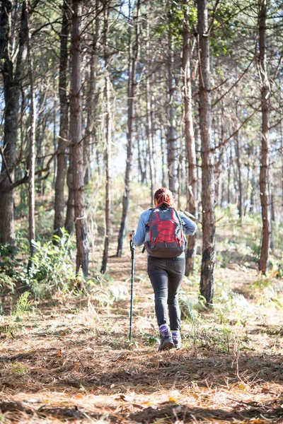 Heck Einer Wanderin Mit Rucksack Die Durch Einen Kiefernwald Wandert — Stockfoto