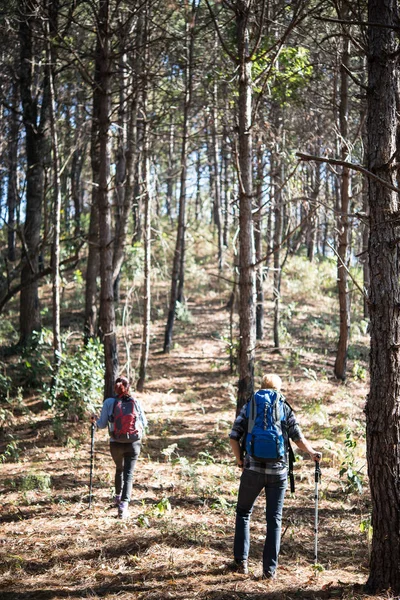 Portrait Von Wanderpaar Backpacker Kiefernwald — Stockfoto