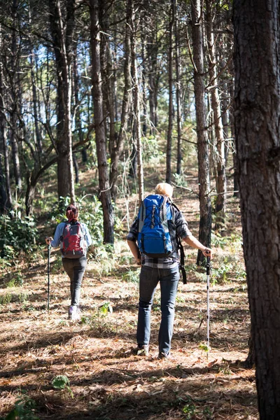 Portret Van Hiking Paar Backpacker Het Dennenbos — Stockfoto