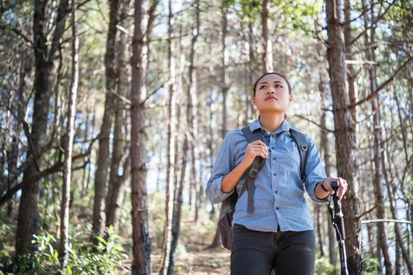 Kadın Hiking Gezgin Bir Çam Ağacı Orman Yürüyüş Sırt Çantası — Stok fotoğraf