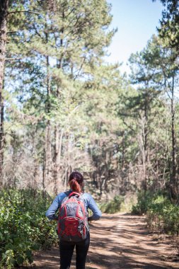 Dağın tepesine gitmek turist ile ormanda yürüyüş sırt çantası.