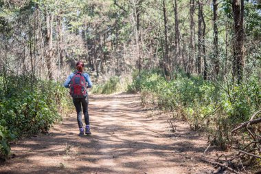 Dağın tepesine gitmek turist ile ormanda yürüyüş sırt çantası.