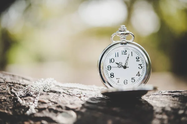 Nahaufnahme Einer Taschenuhr Auf Einem Ast Draußen — Stockfoto