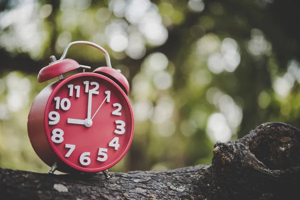 Close Alarm Clock Tree Branch — Stock Photo, Image