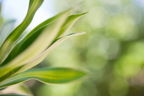 Närbild Gräs Löv Med Bokeh Bakgrund — Stockfoto