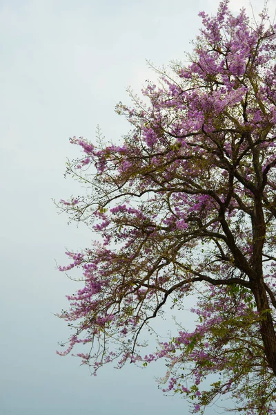 Vilda Himalayan Cherry Berget Chiang Mai Thailand — Stockfoto