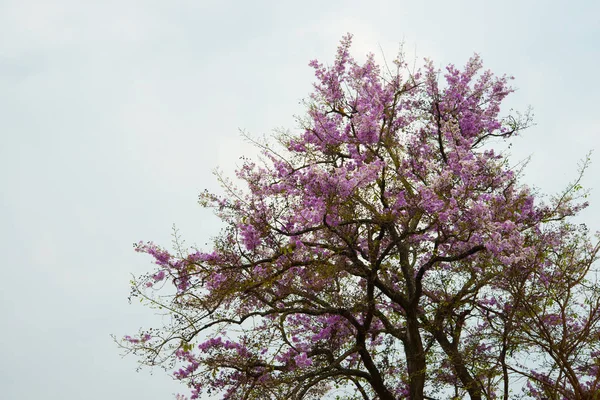 Himalaya Wildkirsche Gebirge Chiang Mai Thailand — Stockfoto