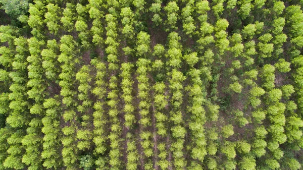 Vista Aérea Del Bosque Árboles Verdes —  Fotos de Stock