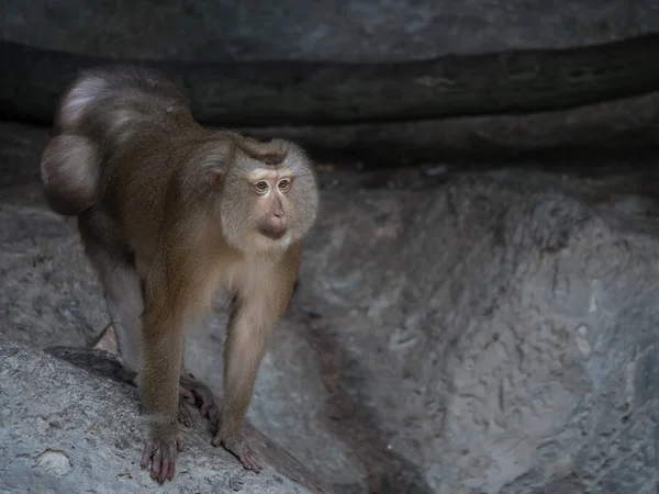 Singe Dans Zoo — Photo