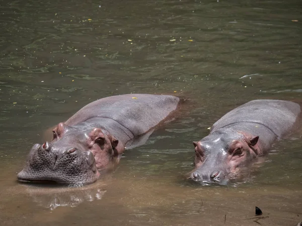 Hipopótamos Água Zoológico — Fotografia de Stock