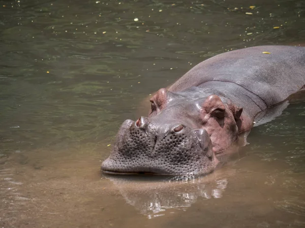 Hroši Vodě Zoo — Stock fotografie