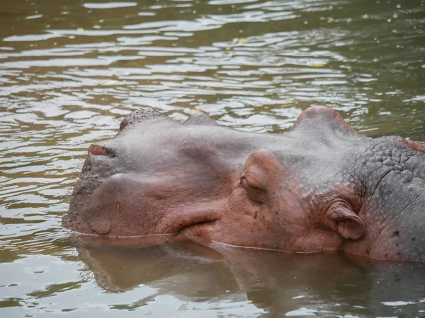 Hroši Vodě Zoo — Stock fotografie