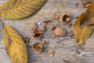 Sonbahar zamanı konsepti. Tasarım için sonbahar arka planı. Sonbahar hasat mevsimi. Cevizli ve yapraklı kırsal zemin. Üst Görünüm.
