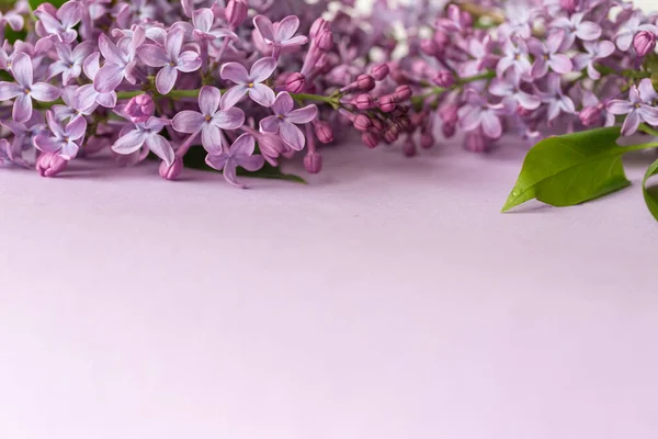 Jarní Květina Fialový Šeřík Purpurovém Pozadí Pohled Shora Vybrané Zaměření — Stock fotografie