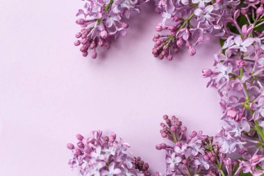 Bahar çiçeği, mor arka planda mor dal leylak. Üst Manzara. Seçili odak. Metin için boş alan. Şırınga bayağıdır..