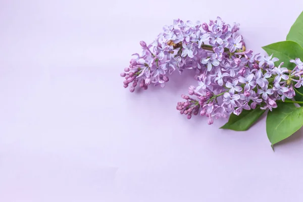 Jarní Květina Fialová Šeřík Purpurovém Pozadí Horní Pohled Vybrané Zaměření — Stock fotografie