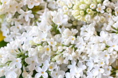 Beyaz leylak çiçekli arka plan. Seçili odak. 