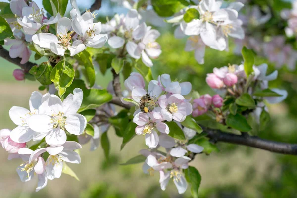 Vue Rapprochée Miel Cueillette Des Abeilles Recueille Nectar Pollen Sur — Photo