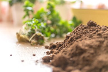 Evde bahçıvanlık. Çiçek ekme. Saksıda, toprakta, kökte ve köklerde çiçekler