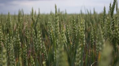 Hafif bir esintiden sallanan buğday sapları, yeşil buğday tarlaları ve güneşli bir gün. Seçici odak.
