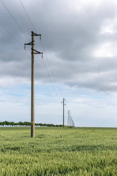 A fresh landscape of a line of electric poles with cables of electricity in a green wheat field with trees in background.